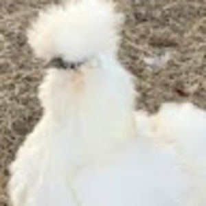 Meet your Posher, Lilith